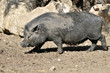 Vietnamese potbellied pig