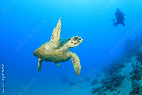 Photo: Scuba Diver and Turtle Scuba Diver and Turtle