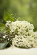 Holunderblüte