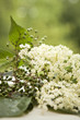 Holunderblüte