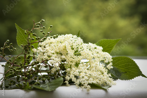Foto: Holunderblüten Holunderblüten