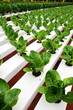 Photo: Hydrophonic Plantation at Cameron Highlands, Malaysia.. Hydrophonic Plantation at Cameron Highlands, Malaysia..