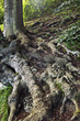 baum