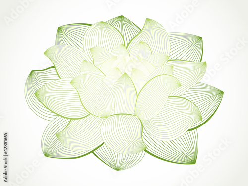 Illustration: Vector lotus flower isolated on white Vector lotus flower isolated on white