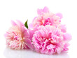 pink peonies flowers isolated on white