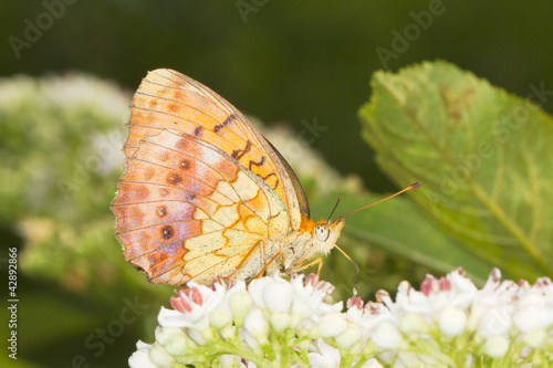 Photo: Marbled Fritillary Butterfly (Brenthis daphne) on a white flower Marbled Fritillary Butterfly (Brenthis daphne) on a white flower