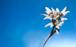 Edelweiß vor blauem Himmel