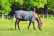 Purebreed red horse in pasture near stable
