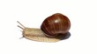 Video: Snail isolated on white. Snail isolated on white.