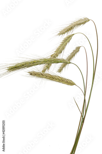 Photo: Roggen (Secale cereale), überhängende Ähre Roggen (Secale cereale), überhängende Ähre