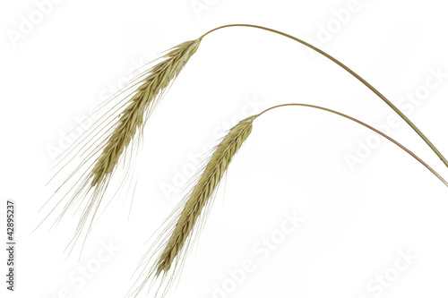 Photo: Roggen (Secale cereale), überhängende Ähre Roggen (Secale cereale), überhängende Ähre