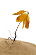Young withered red oak, autumnal concept