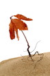 Young withered red oak, autumnal concept