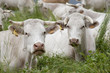 Couple de vaches allongées
