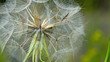 Wiesen-Bocksbart (Tragopogon pratensis)