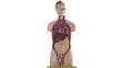 Video: Male human body anatomical model Male human body anatomical model