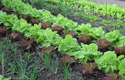 Photo: Jardin de grand père Jardin de grand père