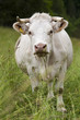 Vache laitière bio