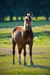 A wild horse head profile portrait