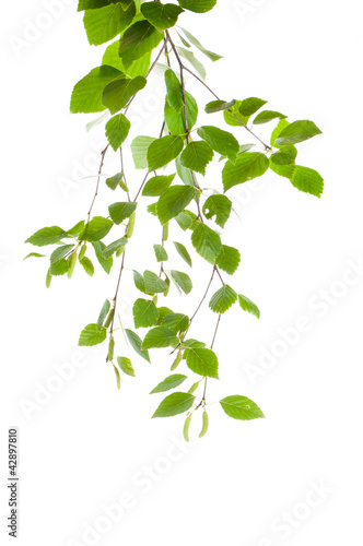 Photo: branch with birch buds on a white background branch with birch buds on a white background