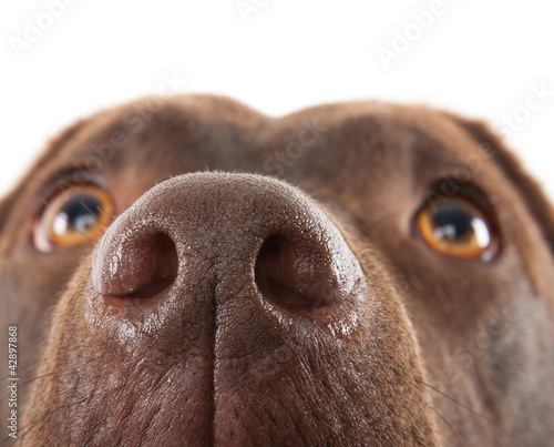 Photo: Brown labrador nose close-up Brown labrador nose close-up