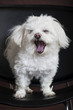 Maltese