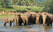 Asian elephant herd in river