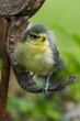 a fledgling sitting on a tree bark