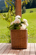 hortensie