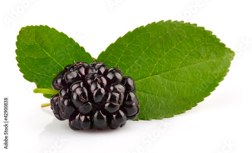 Photo: Group of mulberries with green leaves isolated Group of mulberries with green leaves isolated