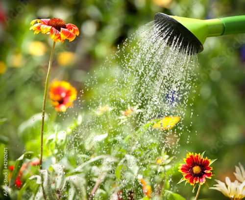 Photo: Watering flowers Watering flowers