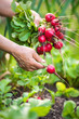 picking vegetables