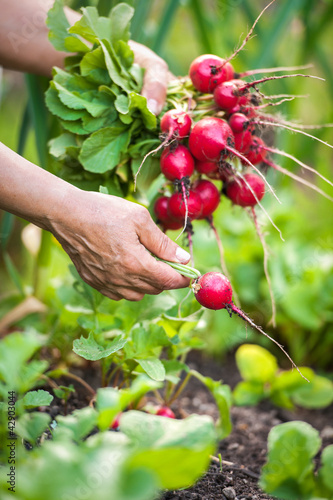 Photo: picking vegetables picking vegetables