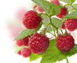 Photo: Fresh Raspberry Fresh Raspberry