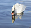 White Swan