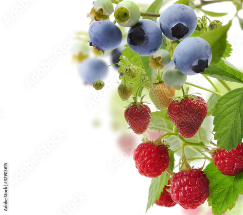 Photo: Fresh Berries Fresh Berries