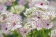 astrantia 37