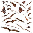 various Brahminy Kite isolated