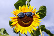 Foto: Friendly sunflower Friendly sunflower