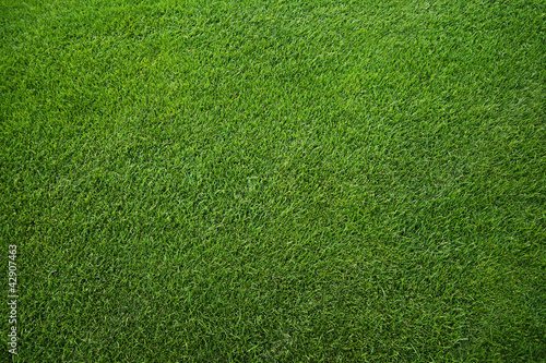 Foto: Green grass background Green grass background
