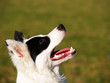 schwarz-weißer Hund in der Wiese, close-up 1