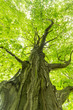 Photo: tree tree