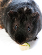 brown cavy on white background