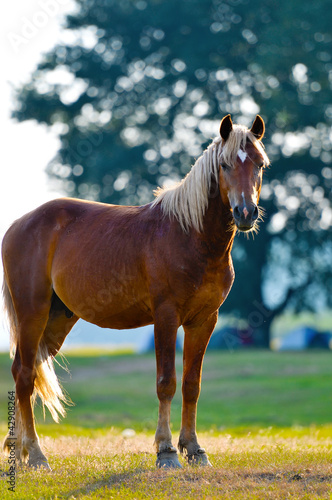 Photo: A wild horse head profile portrait A wild horse head profile portrait