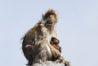 Photo: Mother Ape With Baby Breastfeeding On Rock At Gibraltar Mother Ape With Baby Breastfeeding On Rock At Gibraltar