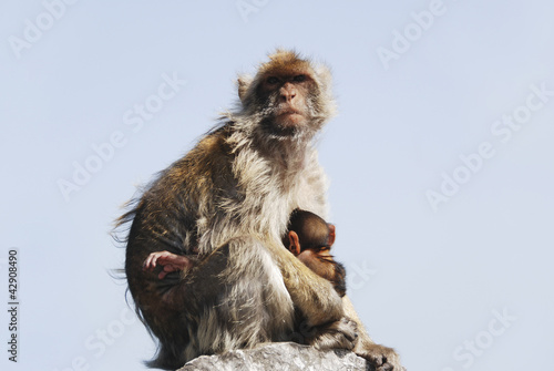 Photo: Mother Ape With Baby Breastfeeding On Rock At Gibraltar Mother Ape With Baby Breastfeeding On Rock At Gibraltar