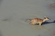 Crocodile captures Nyala sequence. Tug of war