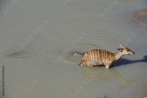 Photo: Crocodile captures Nyala sequence. Tug of war Crocodile captures Nyala sequence. Tug of war