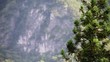 Video: 針葉樹と武甲山 針葉樹と武甲山