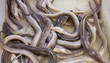 Eel background